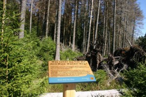 Frühlingsbeginn im Hochharz