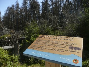 Frühlingsbeginn im Hochharz