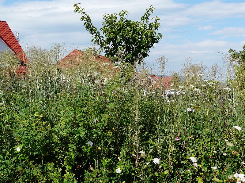 Grünpflege in Goslar