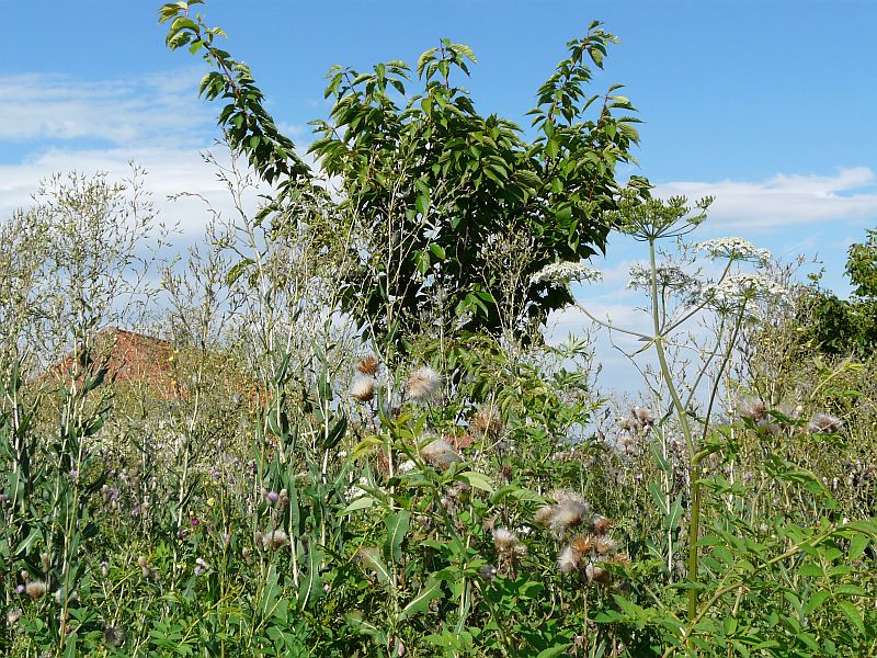 Grünpflege in Goslar