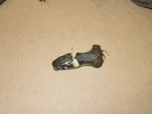 Heute Ringelnatter getötet! Was morgen? 