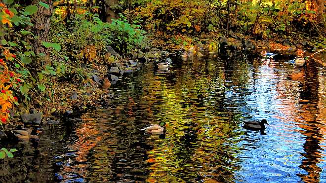 Stockenten genießen die warmen Sonnenstrahlen auf dem Bündheimer Schlossteich
