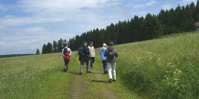Bergwiese Buntenbock