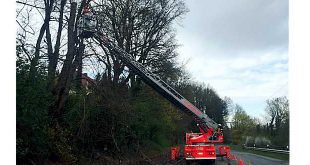 Drehleiter aus Wolfenbüttel beim Absägen des Baumes