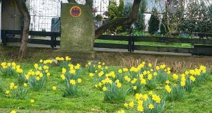 Großer Blumenteppich in Wiedelah