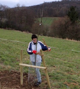 Es wurden 60 neue Obstbäume gepflanzt