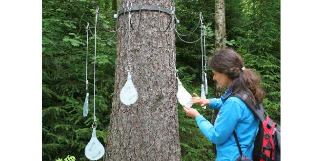 Station "Mythos Wasser" auf dem Naturmythenpfad Braunlage - Foto Ingrid Nörenberg
