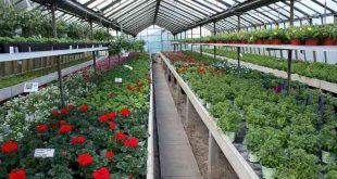 Tag der offenen Gärtnerei Elberg in Goslar