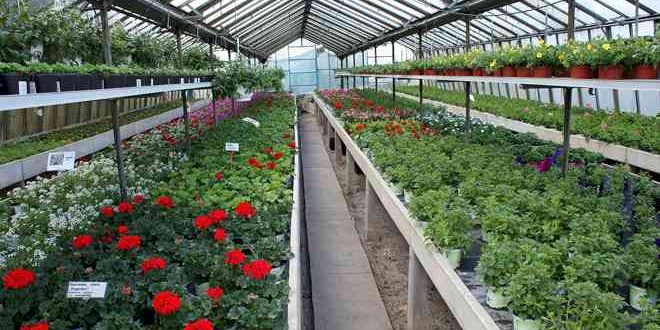 Tag der offenen Gärtnerei Elberg in Goslar