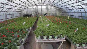 Tag der offenen Gärtnerei Elberg in Goslar