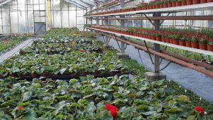 Tag der offenen Gärtnerei Elberg in Goslar