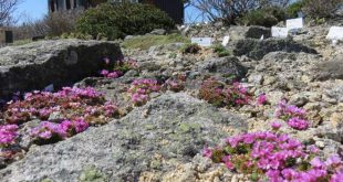 Blick in den Brockengarten, Foto Dr. Gunter Karste