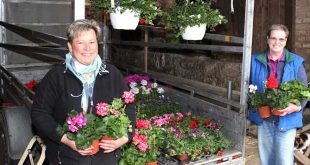 Dorfmarkt in Weddingen