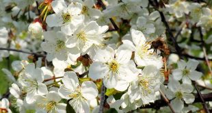 Eine Biene bei der Nahrungsaufnahme auf Sauerkirschblüten