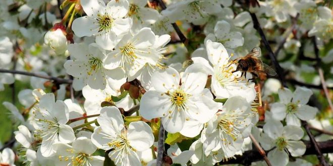 Eine Biene bei der Nahrungsaufnahme auf Sauerkirschblüten