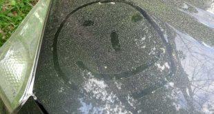 Überall gelber Staub… Fotos: Nationalpark Harz