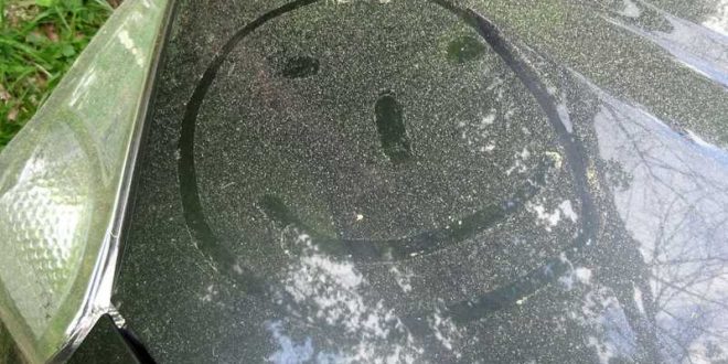 Überall gelber Staub… Fotos: Nationalpark Harz