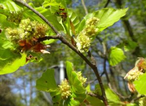Überall gelber Staub… Fotos: Nationalpark Harz