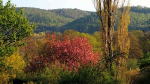 Japanischer Kirschbaum präsentiert sich in voller Blütenpracht