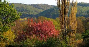 Japanischer Kirschbaum präsentiert sich in voller Blütenpracht