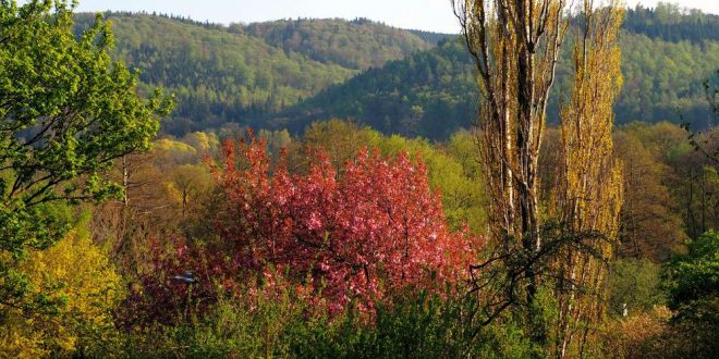 Japanischer Kirschbaum präsentiert sich in voller Blütenpracht