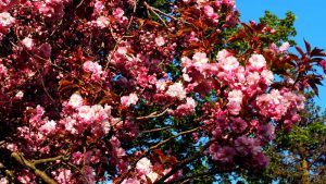 Japanischer Kirschbaum präsentiert sich in voller Blütenpracht