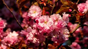 Japanischer Kirschbaum präsentiert sich in voller Blütenpracht