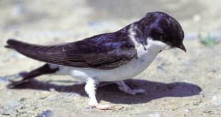 Schwalbe Foto: Manfred Delpho NABU