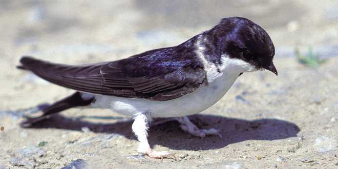 Schwalbe Foto: Manfred Delpho NABU