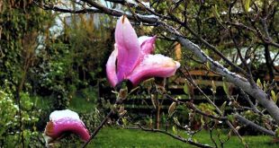 Tulpen-Magnolie im Winterkleid