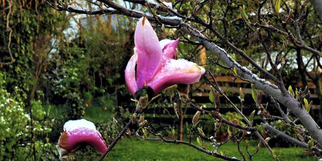 Tulpen-Magnolie im Winterkleid