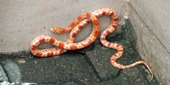 Kornnatter in Vienenburg gefunden