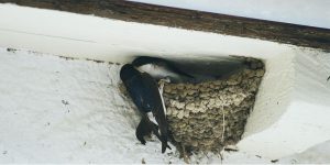 Schwalben beim Nestbau 11.6.2016 - Foto: U. Loof