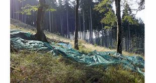 Bucheckern-Ernte für die Waldumwandlung