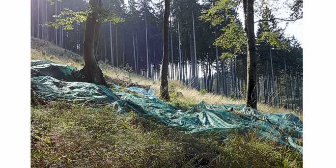 Bucheckern-Ernte für die Waldumwandlung