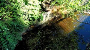 Schlewecker Dorfteich