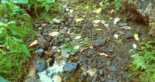 Schlewecker Dorfteich