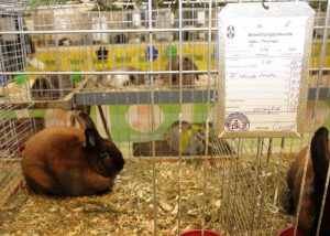 Kaninchenausstellung