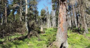 Unser Harz April 2017