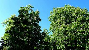 Kastanienblütenfest