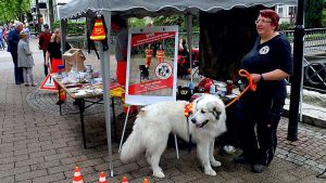 Kastanienblütenfest