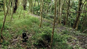 Das Flüsschen Stimmecke