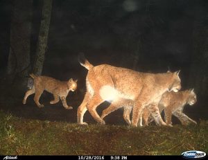 Ergebnisse des Luchs-Fotofallenmonitorings 2016-2017 liegen vor