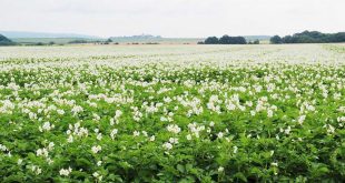 Kartoffelfeld von Sabine Ross