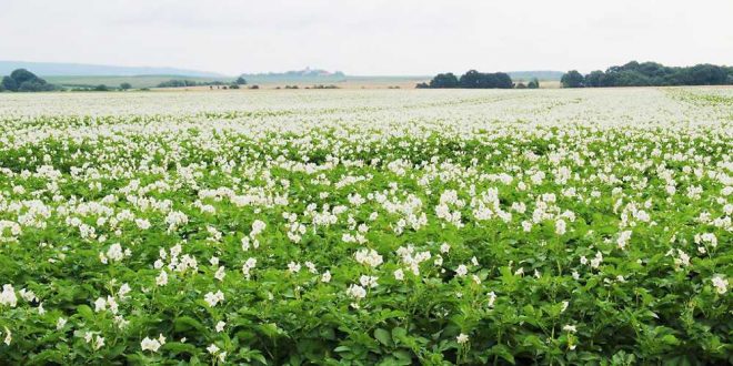 Kartoffelfeld von Sabine Ross