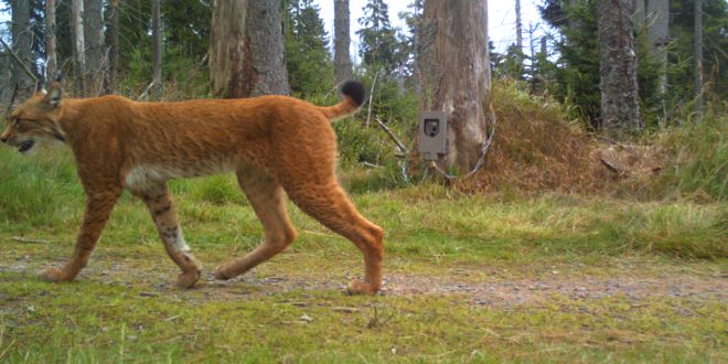 Ergebnisse des Luchs-Fotofallenmonitorings 2016/17