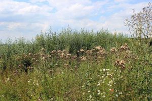 Spielplätze Hahndorf