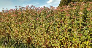 Drüsige Springkraut