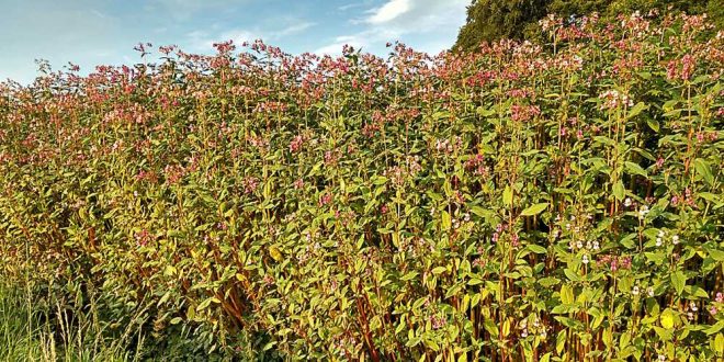 Drüsige Springkraut