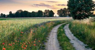 Erhalt blütenreicher Raine